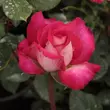Kép 3/3 - Rosa 'Rose Gaujard' - rózsaszín - teahibrid rózsa