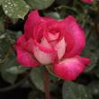 Kép 3/3 - Rosa 'Rose Gaujard' - rózsaszín - teahibrid rózsa