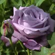 Kép 1/3 - Rosa 'Blue Monday®' - lila - teahibrid rózsa