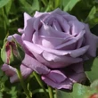 Kép 1/3 - Rosa 'Blue Monday'® (syn.: 'Blue Moon', 'Mainzer Fastnacht', 'Mainzer Rad', 'Navo-Rose', 'Sissi', 'TANnacht') - Teahibrid rózsa (lila)