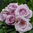 Rosa 'Blue Monday®' - lila - teahibrid rózsa