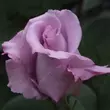 Kép 3/3 - Rosa 'Blue Monday®' - lila - teahibrid rózsa