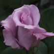 Rosa 'Blue Monday®' - lila - teahibrid rózsa