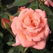Kép 1/3 - Rosa 'Sonia Meilland®' - rózsaszín - teahibrid rózsa