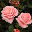 Kép 2/3 - Rosa 'Sonia Meilland®' - rózsaszín - teahibrid rózsa