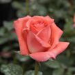 Rosa 'Sonia Meilland®' - rózsaszín - teahibrid rózsa