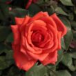Rosa 'Resolut®' - vörös - virágágyi floribunda rózsa