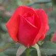Kép 3/3 - Rosa 'Resolut®' - vörös - virágágyi floribunda rózsa
