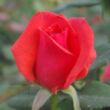 Kép 3/3 - Rosa 'Resolut®' - vörös - virágágyi floribunda rózsa