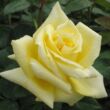 Kép 1/3 - Rosa 'Sunblest' - sárga - teahibrid rózsa