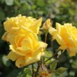 Rosa 'Sunblest' - sárga - teahibrid rózsa