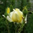 Rosa 'Sunblest' - sárga - teahibrid rózsa