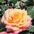 Kép 1/3 - Rosa 'Centennial Star™' - sárga - rózsaszín - teahibrid rózsa