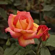 Kép 2/3 - Rosa 'Centennial Star™' - sárga - rózsaszín - teahibrid rózsa