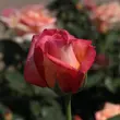 Kép 3/3 - Rosa 'Centennial Star™' - sárga - rózsaszín - teahibrid rózsa