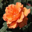 Kép 2/3 - Rosa 'Ariel' - narancssárga - teahibrid rózsa