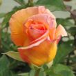 Rosa 'Ariel' - narancssárga - teahibrid rózsa