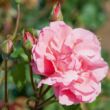 Rosa 'Queen Elizabeth' - rózsaszín - virágágyi grandiflora - floribunda rózsa