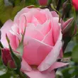 Kép 3/3 - Rosa 'Queen Elizabeth' - rózsaszín - virágágyi grandiflora - floribunda rózsa