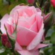 Rosa 'Queen Elizabeth' - rózsaszín - virágágyi grandiflora - floribunda rózsa
