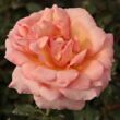 Kép 2/3 - Rosa 'Tiffany' - rózsaszín - teahibrid rózsa