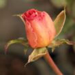 Kép 3/3 - Rosa 'Tiffany' - rózsaszín - teahibrid rózsa