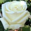Kép 1/3 - Rosa 'Varo Iglo™' - fehér - teahibrid rózsa