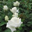 Kép 2/3 - Rosa 'Varo Iglo™' - fehér - teahibrid rózsa