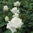 Kép 2/3 - Rosa 'Varo Iglo™' - fehér - teahibrid rózsa