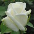 Rosa 'Varo Iglo™' - fehér - teahibrid rózsa
