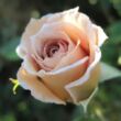 Rosa 'Cafe au Lait™' - narancssárga - barna - teahibrid rózsa