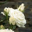 Kép 2/3 - Rosa 'Virgo™' - fehér - teahibrid rózsa