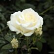 Kép 3/3 - Rosa 'Virgo™' - fehér - teahibrid rózsa