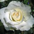 Kép 1/3 - Rosa 'White Swan' - fehér - teahibrid rózsa