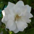 Kép 2/3 - Rosa 'White Swan' - fehér - teahibrid rózsa