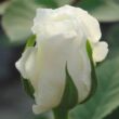 Rosa 'White Swan' - fehér - teahibrid rózsa