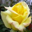 Kép 1/3 - Rosa 'Frau E. Weigand' - sárga - teahibrid rózsa