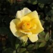 Kép 2/3 - Rosa 'Frau E. Weigand' - sárga - teahibrid rózsa