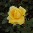 Rosa 'Frau E. Weigand' - sárga - teahibrid rózsa