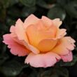 Kép 1/3 - Rosa 'Animo' - narancssárga - virágágyi floribunda rózsa