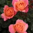 Rosa 'Animo' - narancssárga - virágágyi floribunda rózsa