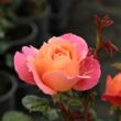 Kép 3/3 - Rosa 'Animo' - narancssárga - virágágyi floribunda rózsa