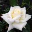 Kép 1/3 - Rosa 'Champagner ®' - fehér - virágágyi floribunda rózsa