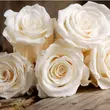Kép 2/3 - Rosa 'Champagner ®' - fehér - virágágyi floribunda rózsa