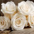Rosa 'Champagner ®' - fehér - virágágyi floribunda rózsa