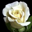 Kép 3/3 - Rosa 'Champagner ®' - fehér - virágágyi floribunda rózsa