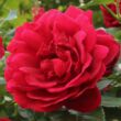 Kép 1/3 - Rosa 'Demokracie™' - vörös - climber, futó rózsa