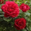 Rosa 'Demokracie™' - vörös - climber, futó rózsa