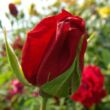 Rosa 'Demokracie™' - vörös - climber, futó rózsa