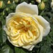 Kép 1/3 - Rosa 'Casino' - sárga - climber, futó rózsa